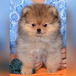 DogsIndia.com - Pomeranian - Mrinmoy Datta