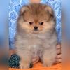 DogsIndia.com - Pomeranian - Mrinmoy Datta