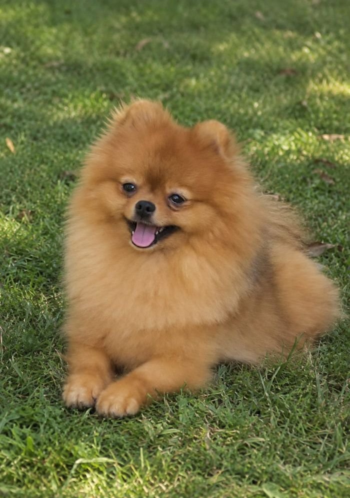 DogsIndia.com - Pomeranian - Mrinmoy Datta