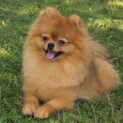DogsIndia.com - Pomeranian - Mrinmoy Datta