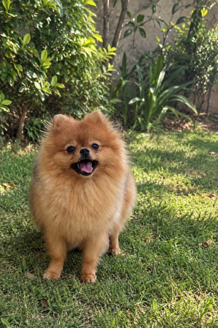 DogsIndia.com - Pomeranian - Mrinmoy Datta