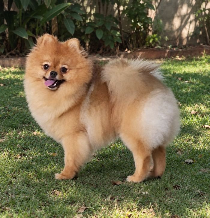 DogsIndia.com - Pomeranian - Mrinmoy Datta