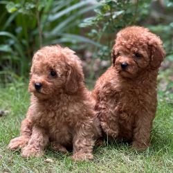 DogsIndia.com - Toy Poodle -  Gururaj