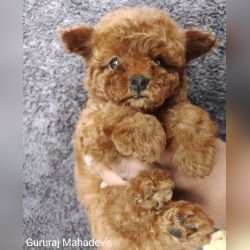 DogsIndia.com - Poodle - Gururaj