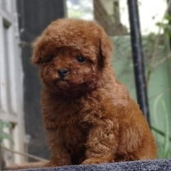 DogsIndia.com - Poodle - Gururaj