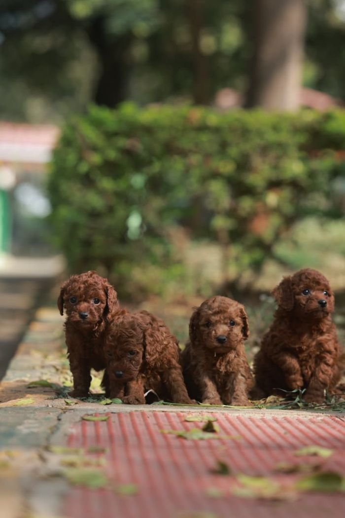 DogsIndia.com - Poodle - Gururaj