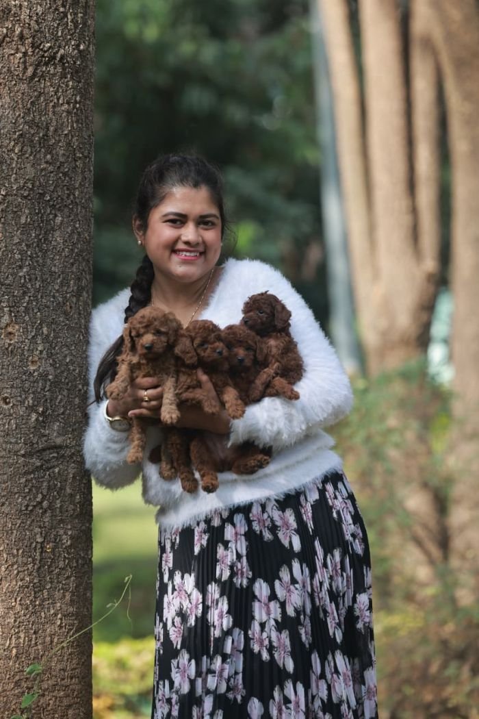 DogsIndia.com - Poodle - Gururaj