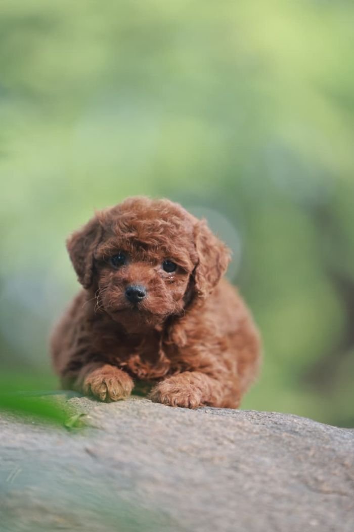 DogsIndia.com - Poodle - Gururaj