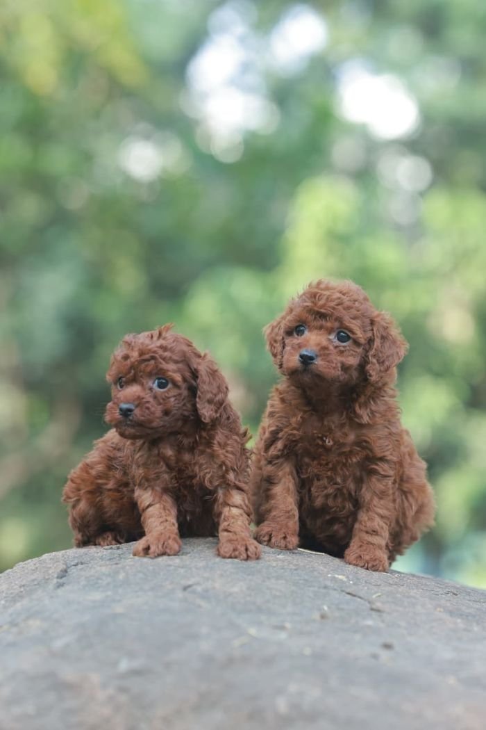 DogsIndia.com - Poodle - Gururaj