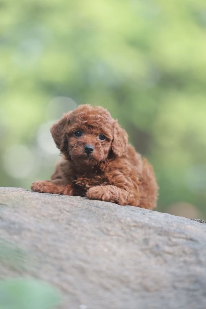 DogsIndia.com - Poodle - Gururaj