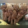 DogsIndia.com - Toy Poodle - Karthick