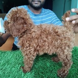 DogsIndia.com - Toy Poodle - Karthick