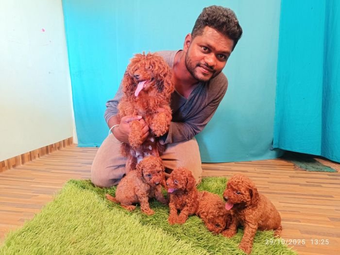 DogsIndia.com - Toy Poodle - Karthick