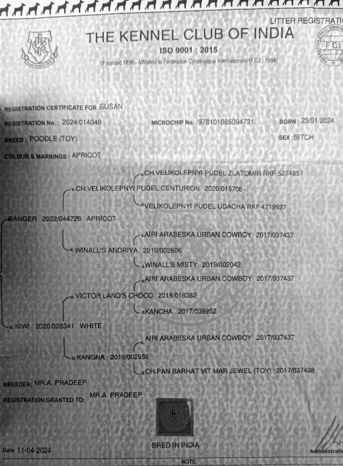 DogsIndia.com - Toy Poodle - Karthick