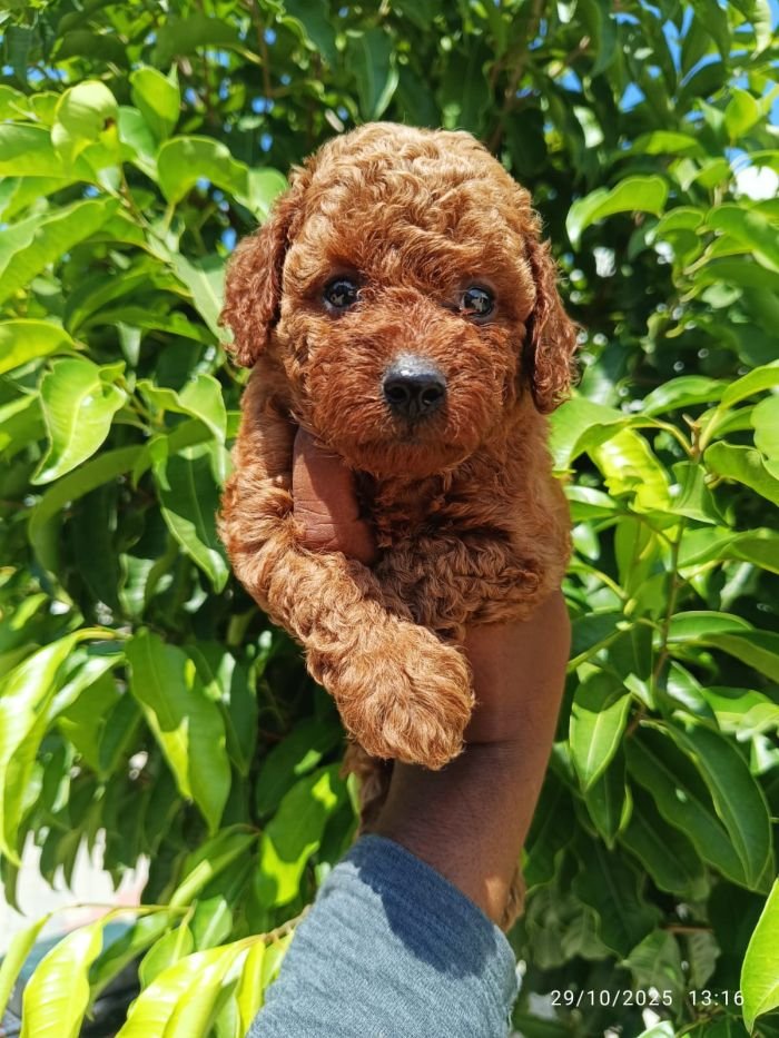 DogsIndia.com - Toy Poodle - Karthick