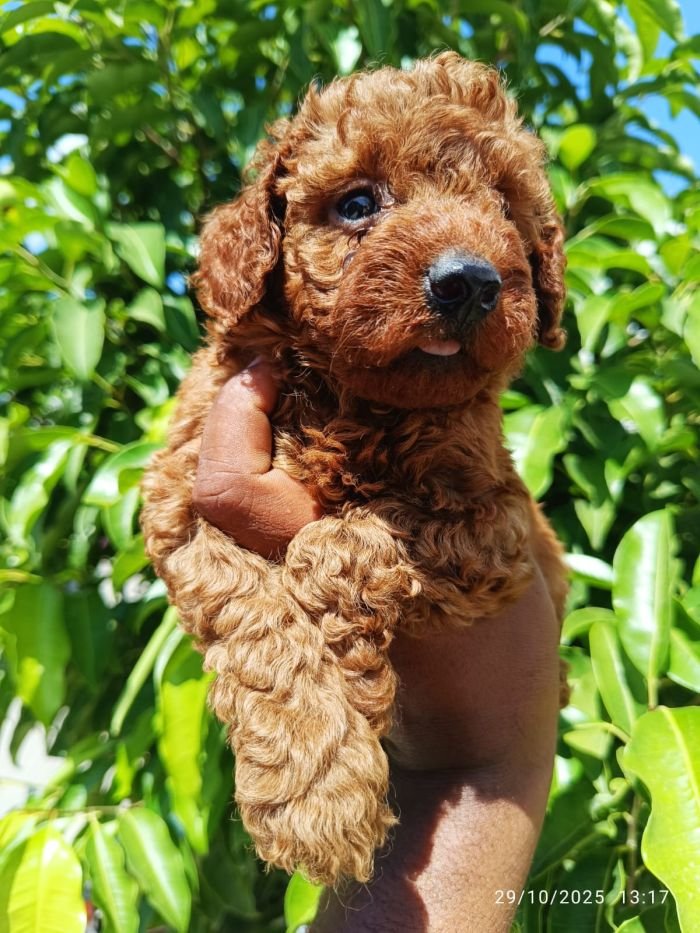 DogsIndia.com - Toy Poodle - Karthick