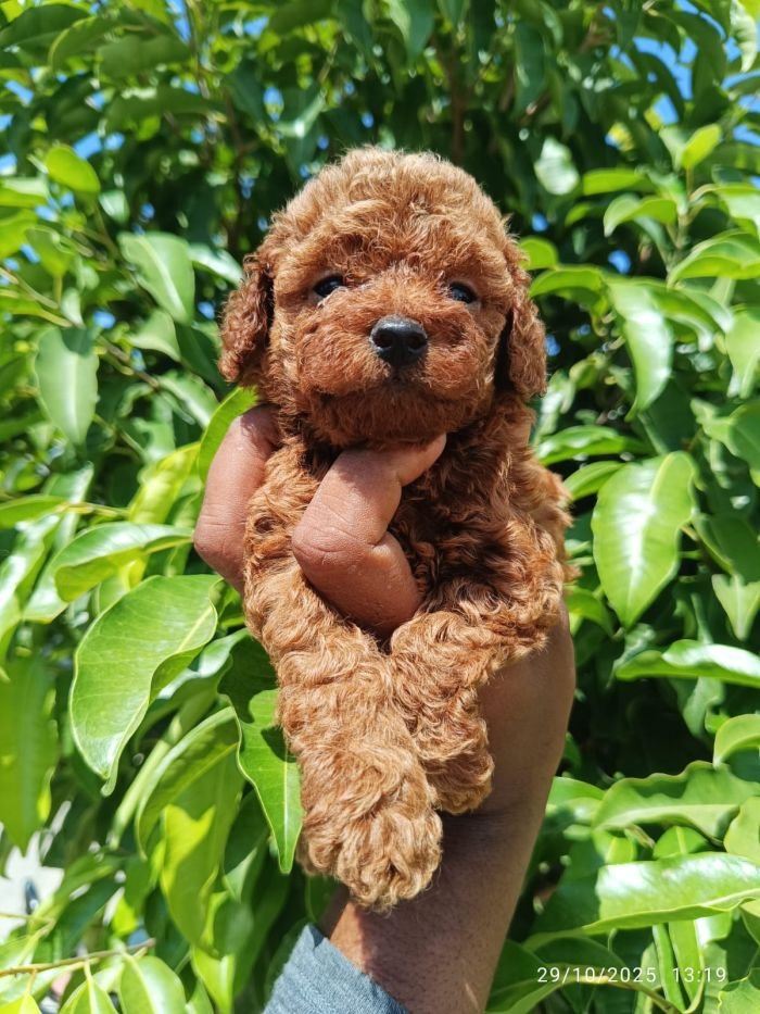 DogsIndia.com - Toy Poodle - Karthick