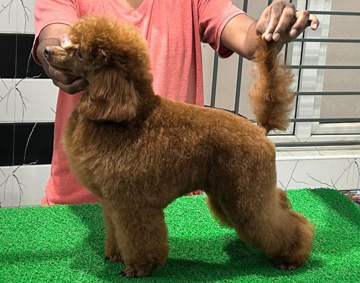 DogsIndia.com - Toy Poodle - Karthick