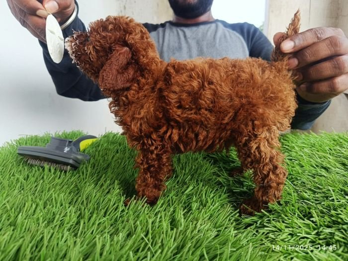 DogsIndia.com - Toy Poodle - Karthick