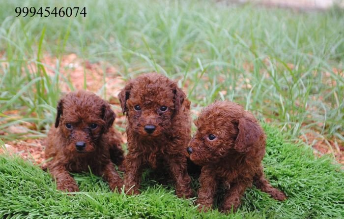 DogsIndia.com - Toy Poodle - Karthick