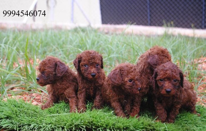 DogsIndia.com - Toy Poodle - Karthick