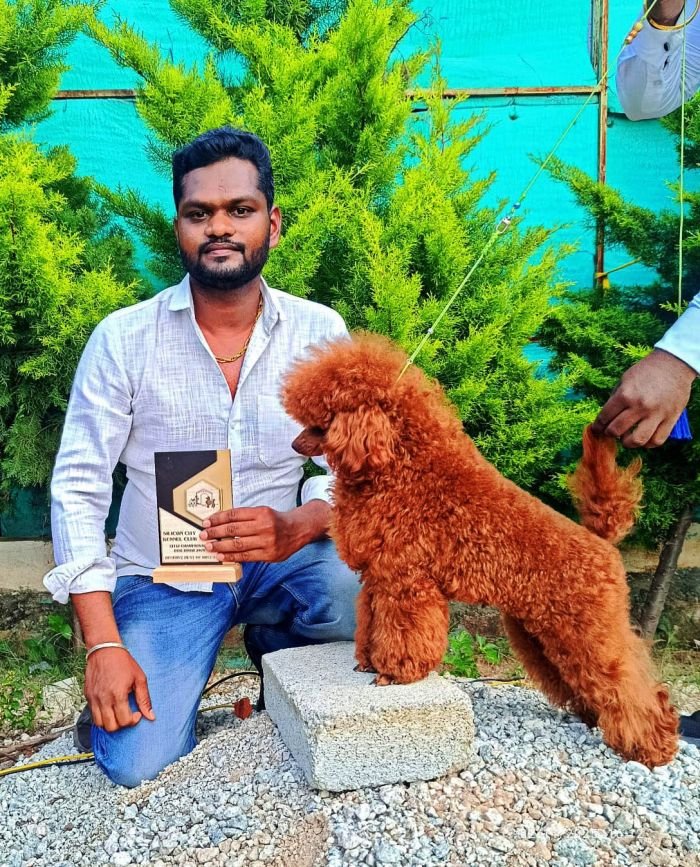 DogsIndia.com - Toy Poodle - Karthick