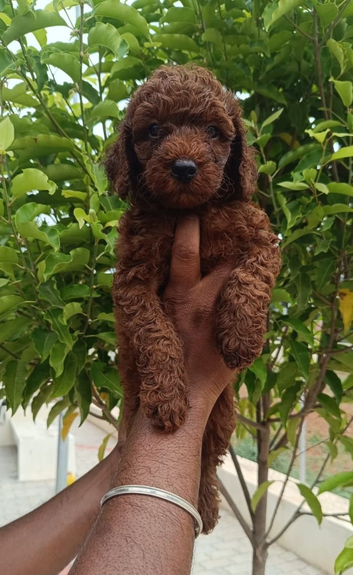 DogsIndia.com - Toy Poodle - Karthick