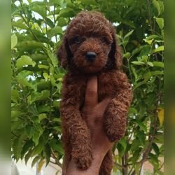 DogsIndia.com - Toy Poodle - Karthick