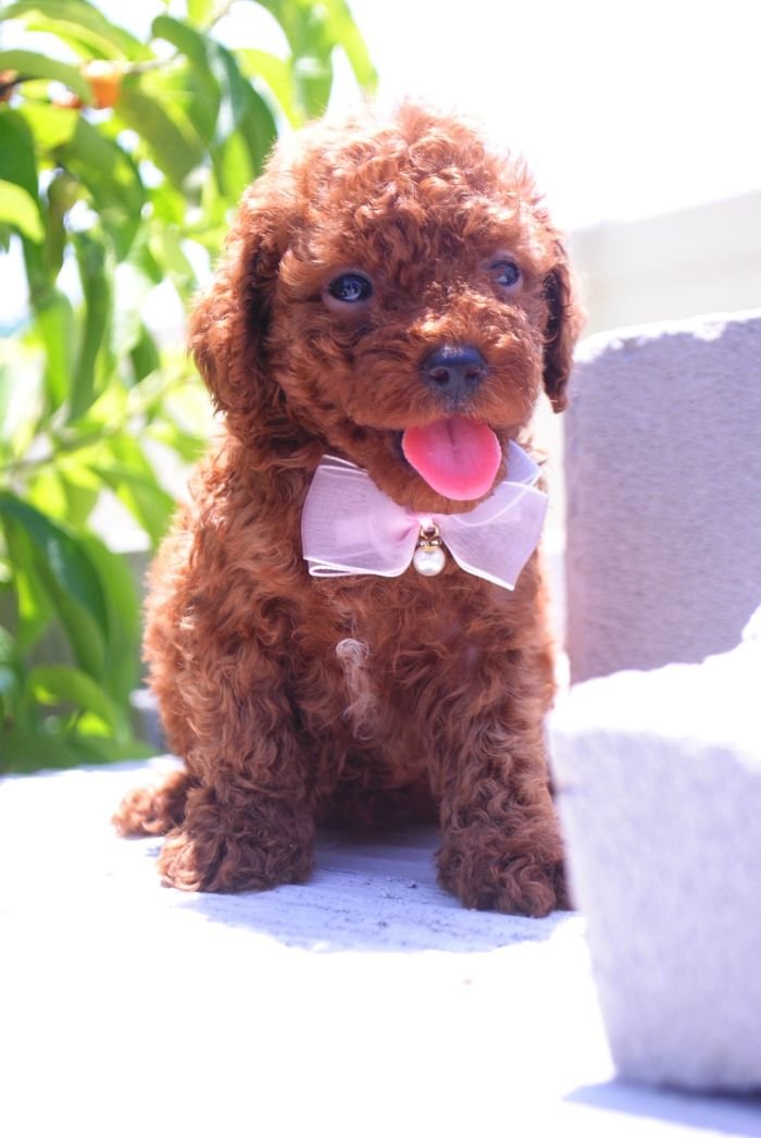 DogsIndia.com - Toy Poodle - Karthick