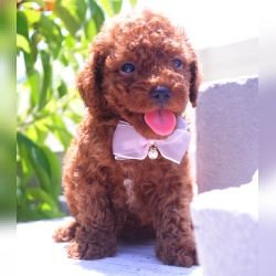 DogsIndia.com - Toy Poodle - Karthick
