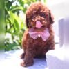 DogsIndia.com - Toy Poodle - Karthick