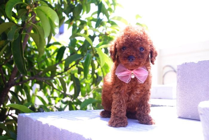 DogsIndia.com - Toy Poodle - Karthick
