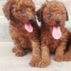 DogsIndia.com - Toy Poodle - Karthick