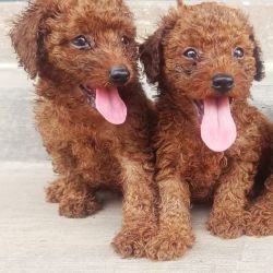 DogsIndia.com - Toy Poodle - Karthick