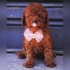 DogsIndia.com - Toy Poodle - Karthick