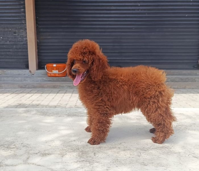 DogsIndia.com - Toy Poodle - Karthick