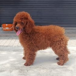 DogsIndia.com - Toy Poodle - Karthick