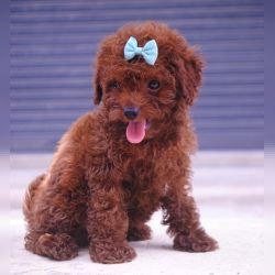 DogsIndia.com - Toy Poodle - Karthick