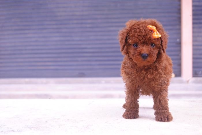 DogsIndia.com - Toy Poodle - Karthick
