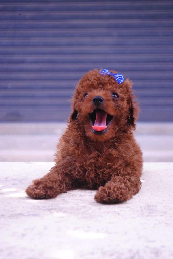 DogsIndia.com - Toy Poodle - Karthick