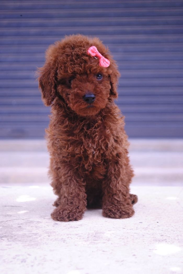 DogsIndia.com - Toy Poodle - Karthick