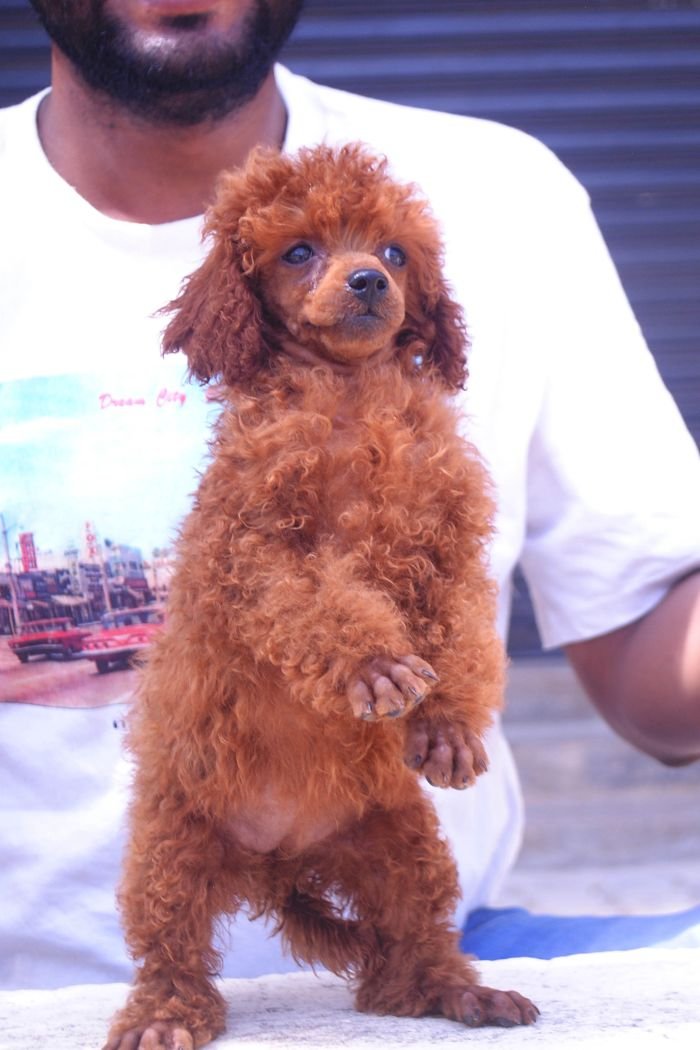 DogsIndia.com - Toy Poodle - Karthick