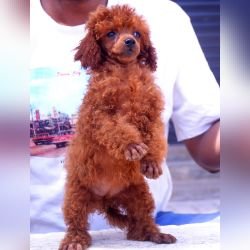 DogsIndia.com - Toy Poodle - Karthick