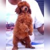 DogsIndia.com - Toy Poodle - Karthick