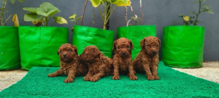 DogsIndia.com - Toy Poodle - Karthick