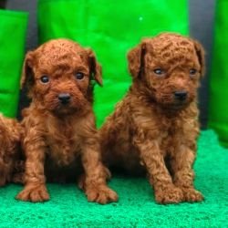 DogsIndia.com - Toy Poodle - Karthick