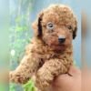 DogsIndia.com - Toy Poodle - Karthick