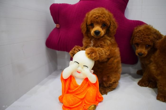 DogsIndia.com - Toy Poodle - Rago's Kennel - Saravanan