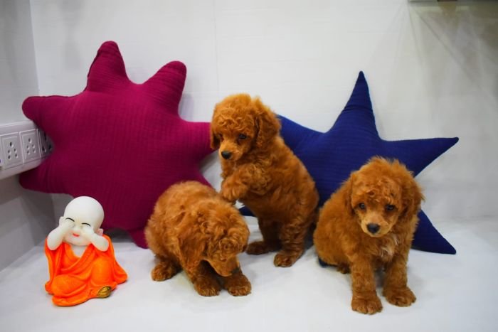 DogsIndia.com - Toy Poodle - Rago's Kennel - Saravanan