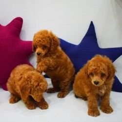 DogsIndia.com - Toy Poodle - Rago's Kennel - Saravanan